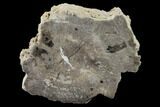 Polished Petrified Wood Limb Section - Arizona #159711-1